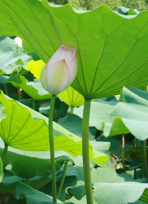 夏至 摄影 马富芝