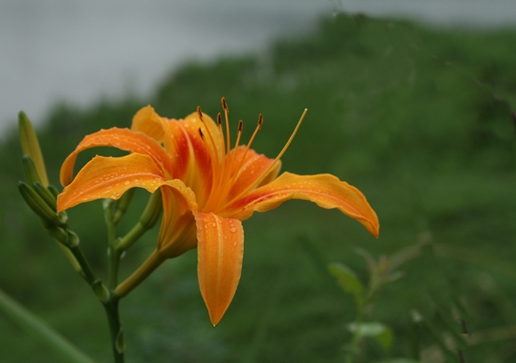 黄花菜 摄影 佛在心中