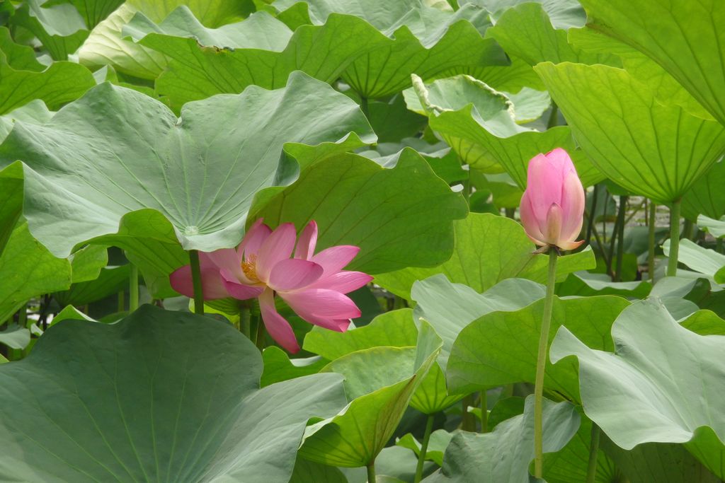 荷花 摄影 无心柳有心花