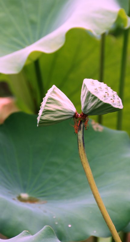 并蒂蓮 摄影 难得胡涂