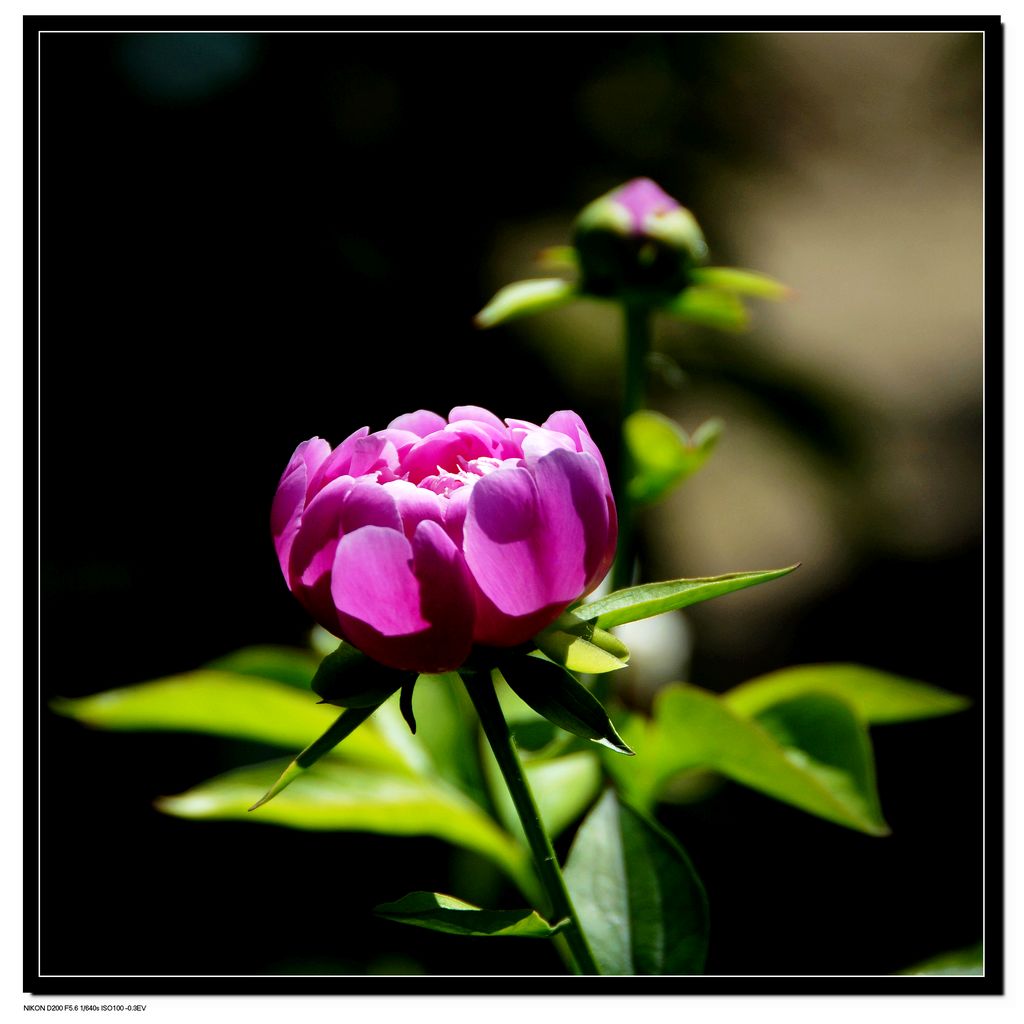 芍药100627 摄影 晓星