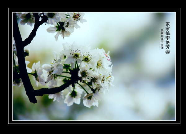 梨花 摄影 阳朔大师傅