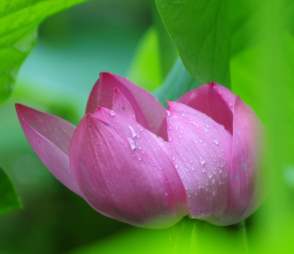 雨荷 摄影 Robinh