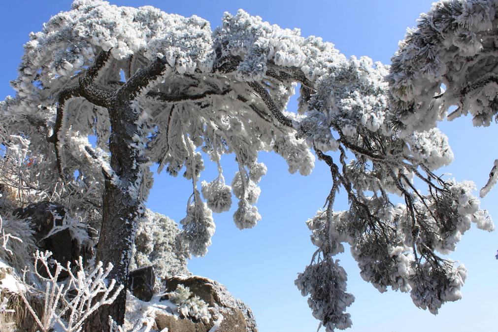 黄山松 摄影 dengxc