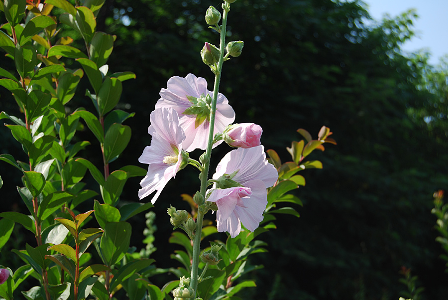 熟季花 摄影 老学生