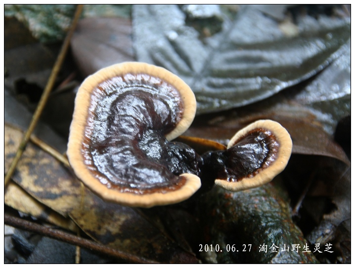 野生灵芝生长3 摄影 淘金山