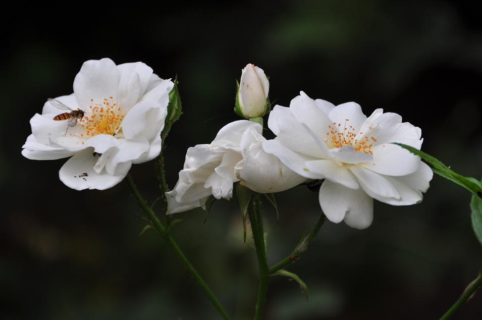 花 摄影 花大华