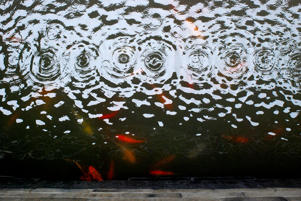 雨中即景 摄影 太白遗风