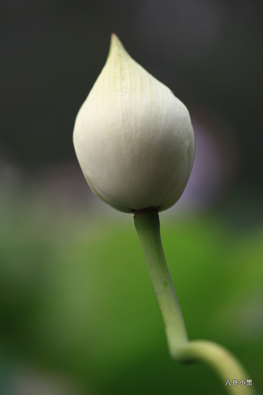 荷花前传 摄影 八哥小黑