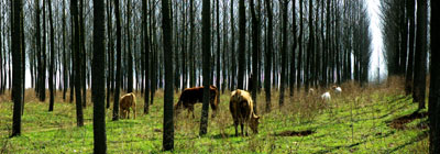 林中牧牛 摄影 林泉烟霞