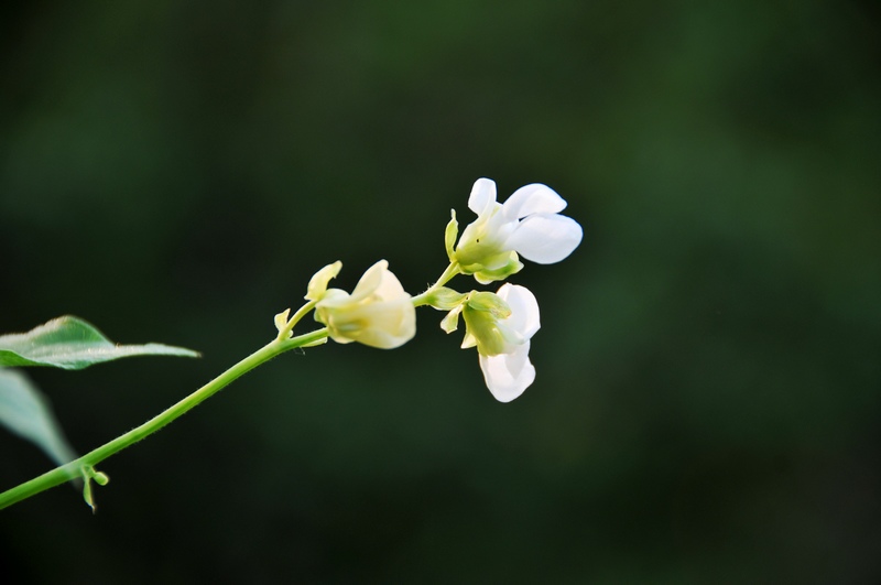 豆角花 摄影 Laotaitai