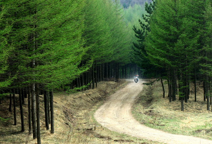 松林漫道 摄影 西地孤狼