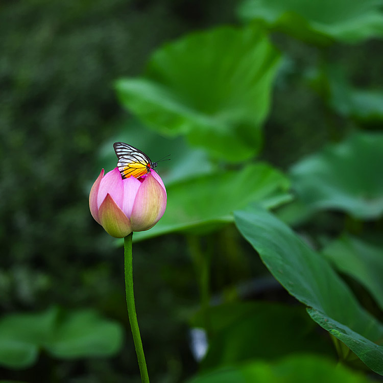 荷(单幅) 摄影 冰点00