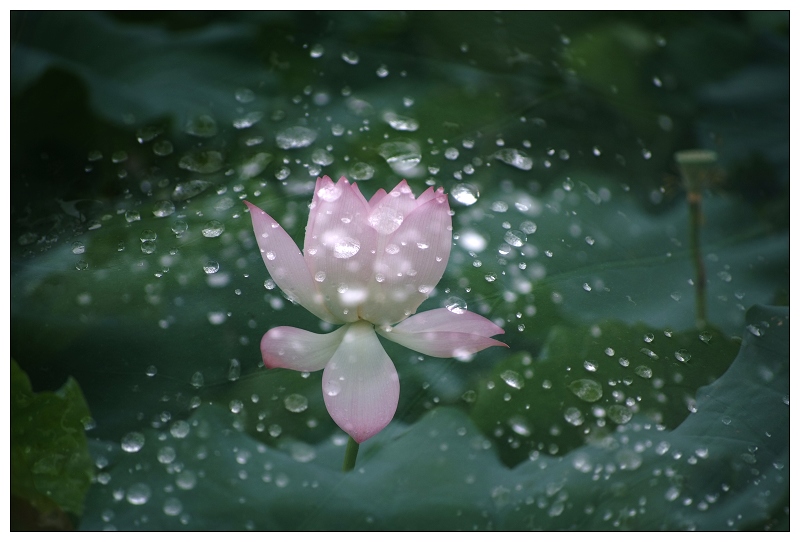 荷花带雨 摄影 竹海大观