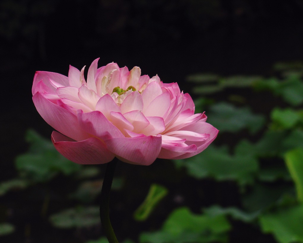 荷花<1> 摄影 綄鎂幸福