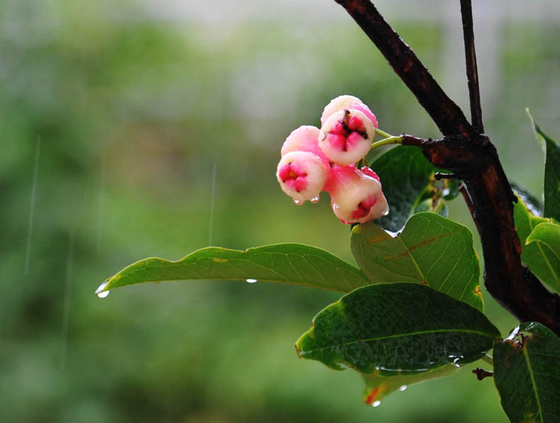 雨中莲雾 摄影 立木世界