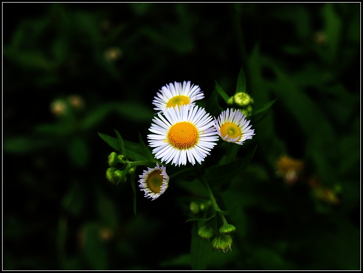 小花 摄影 龙吟天下