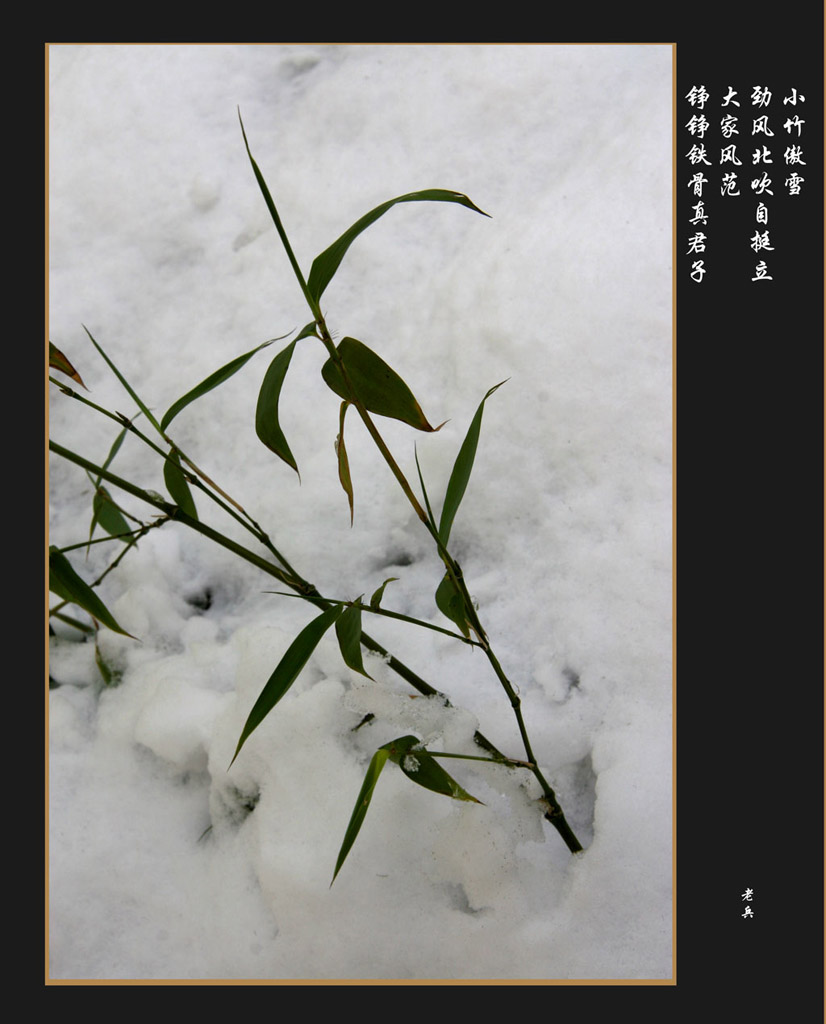 傲立雪中 摄影 空军老兵