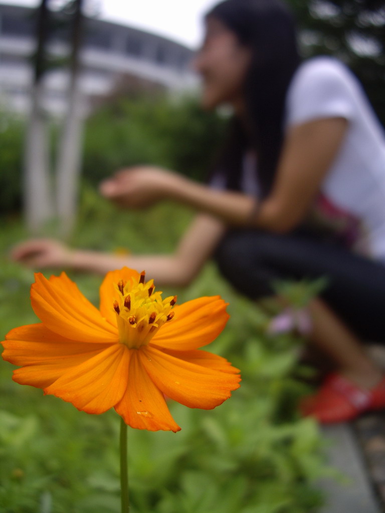 硫华菊 摄影 无情碧树