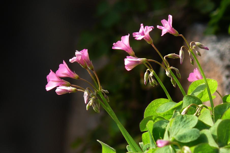 小花 摄影 石城憨憨