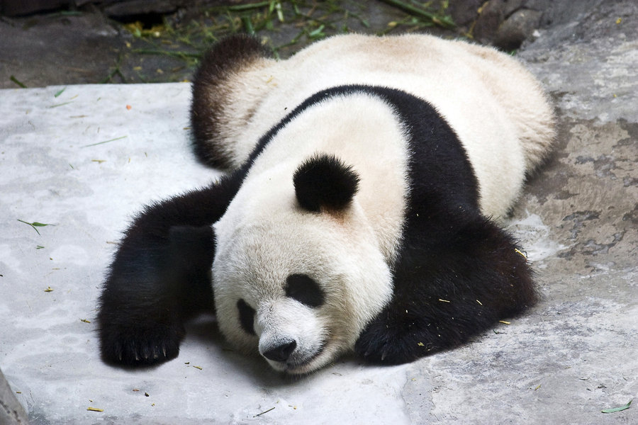 好热啊 摄影 闪猪侠