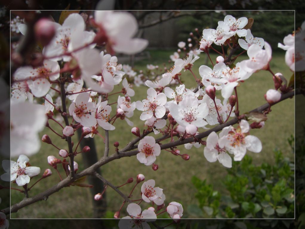 花 摄影 海aaa盗