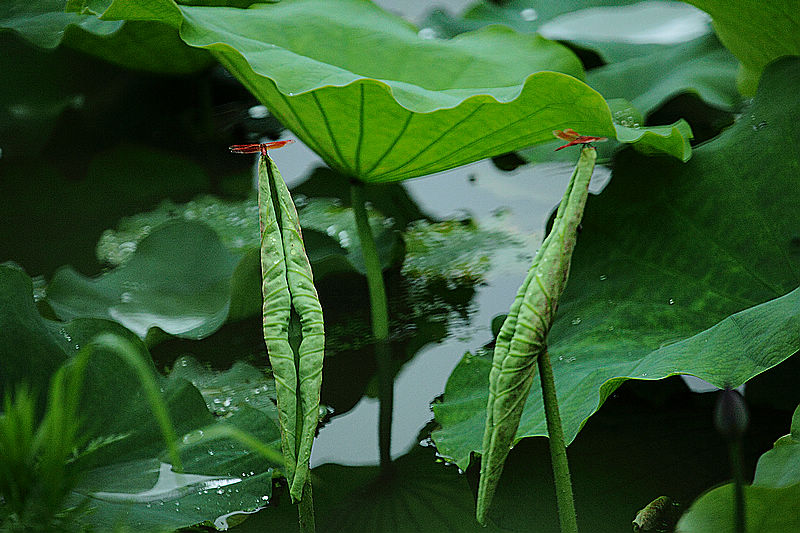 双胞蜓 摄影 依依天空