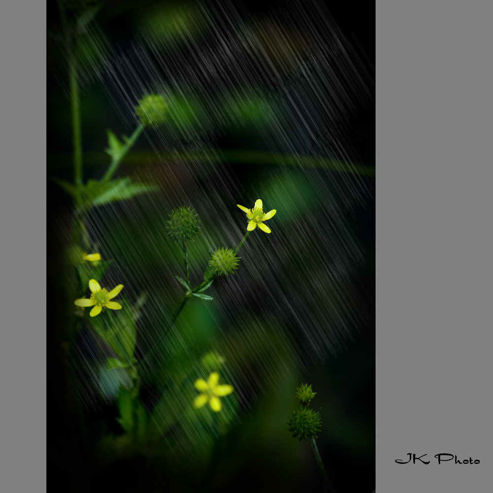 这个雨季~~ 摄影 清香可可