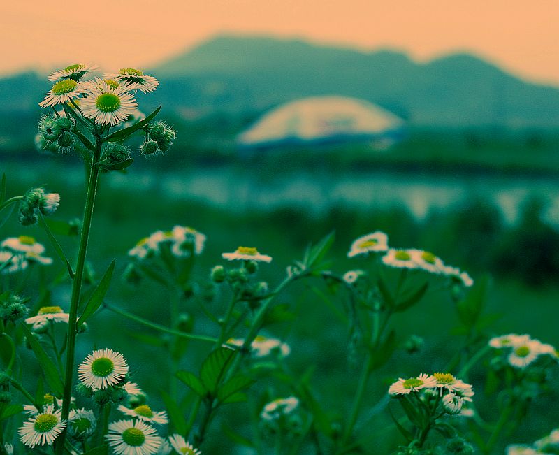 夏 摄影 毛毛虫的眼泪