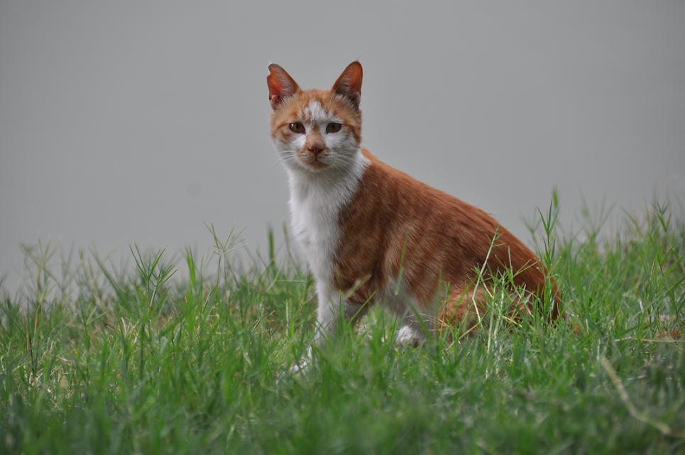 猫 摄影 花大华