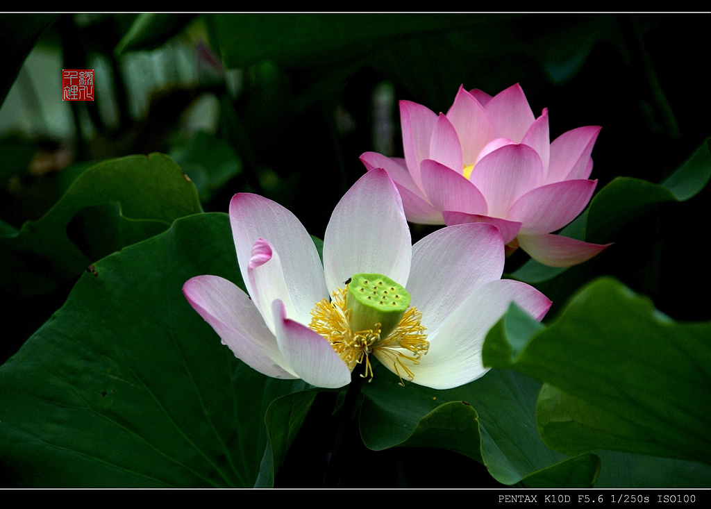 雨后姊妹花 （点击看大图） 摄影 绿化千里