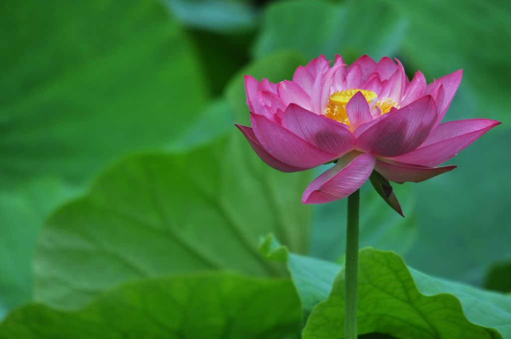 翠湖荷花（三） 摄影 xingg