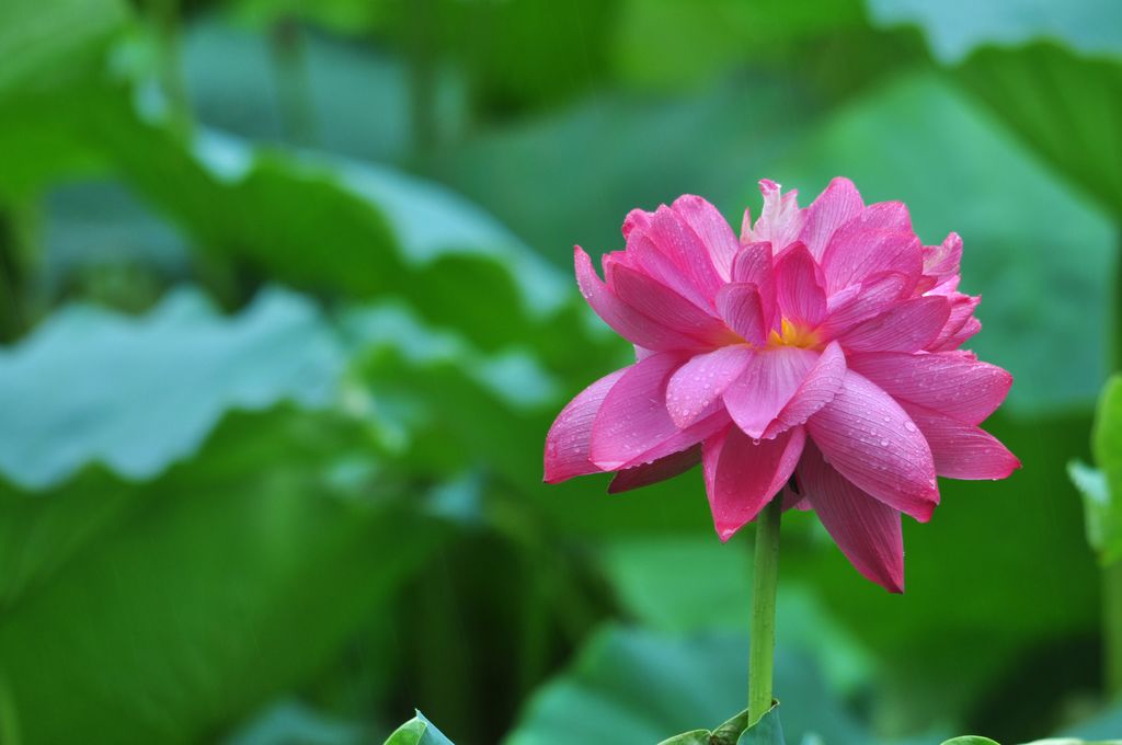 翠湖荷花（五) 摄影 xingg