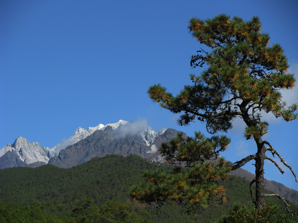 雪山迎客松 摄影 丽强