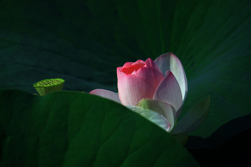 荷 摄影 键盘芭蕾