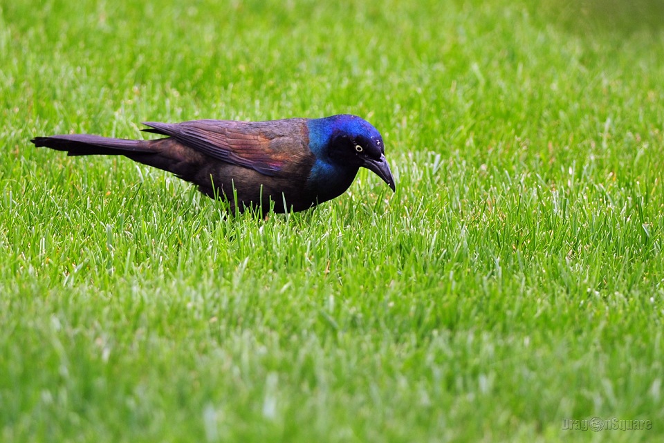 普通拟八哥（Common Grackle） 摄影 光头福娃