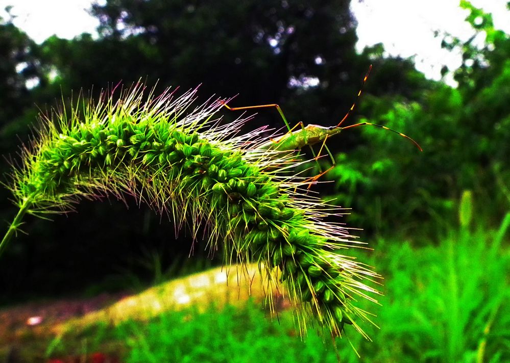 蚱蜢与狗尾巴草 摄影 qim