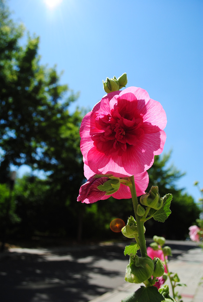 独艳芬芳 摄影 花水潮声