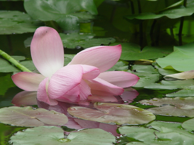 花与叶 摄影 红棉