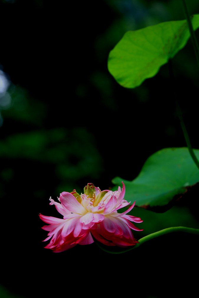 荷花 摄影 youkejin