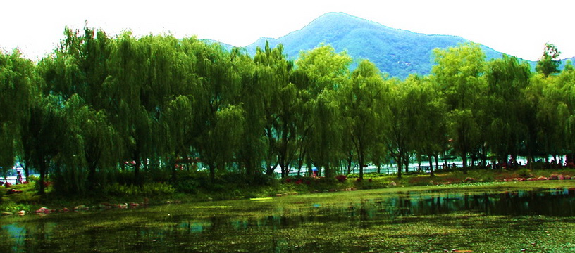 夏日风景(4) 摄影 爱兰居士