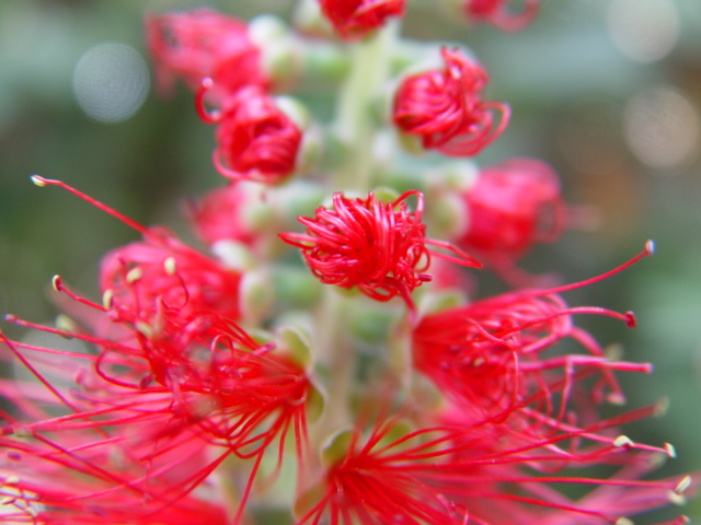 花卷 摄影 红棉