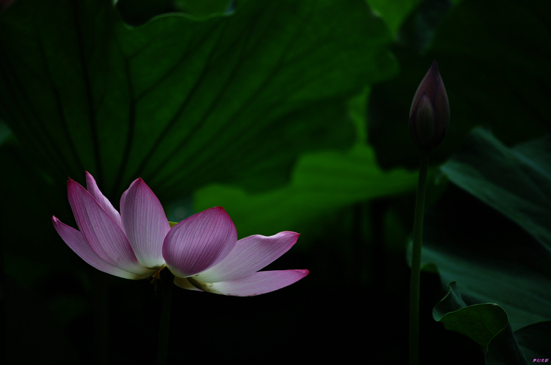 荷花3 摄影 幻影2010