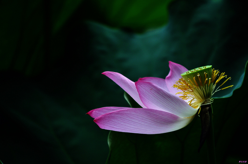 荷花1 摄影 幻影2010