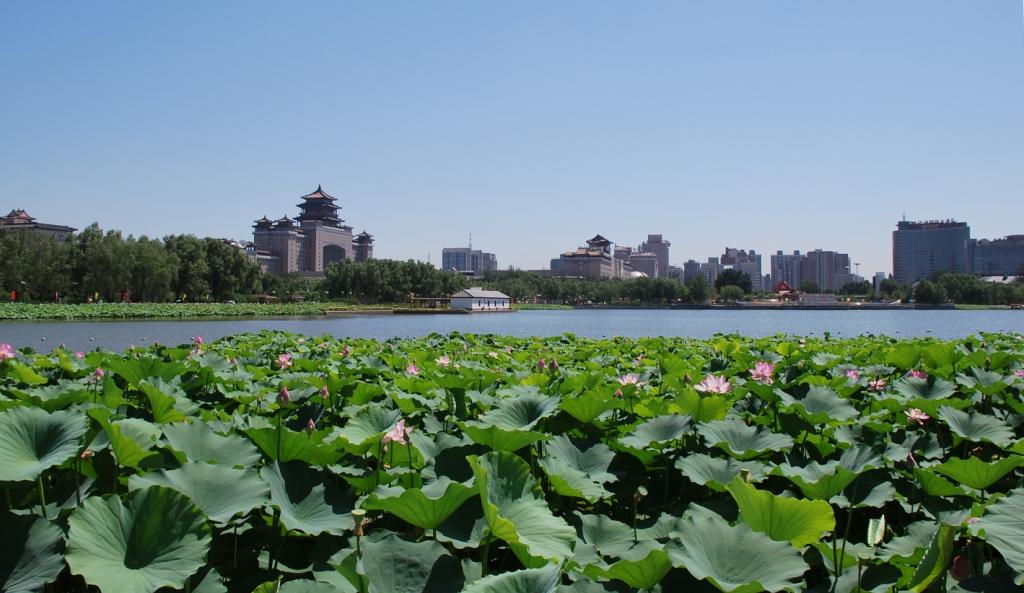 烈日下的北京莲花池公园 摄影 原原