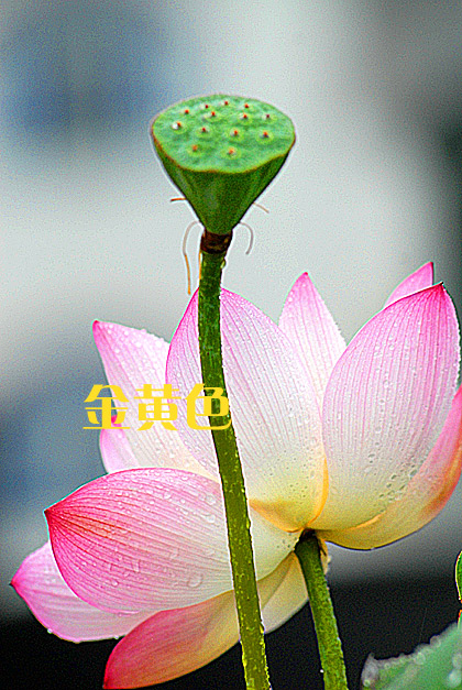 成长 摄影 金黄色