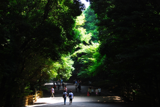 夏季林荫道 摄影 景深预视