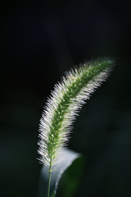 狗尾巴草 摄影 砖房