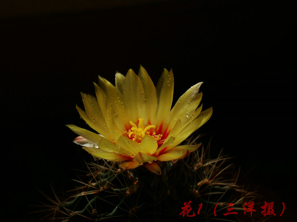 花1 摄影 三洋