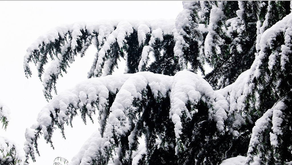 雪糕--给大家清凉一下 摄影 岩影